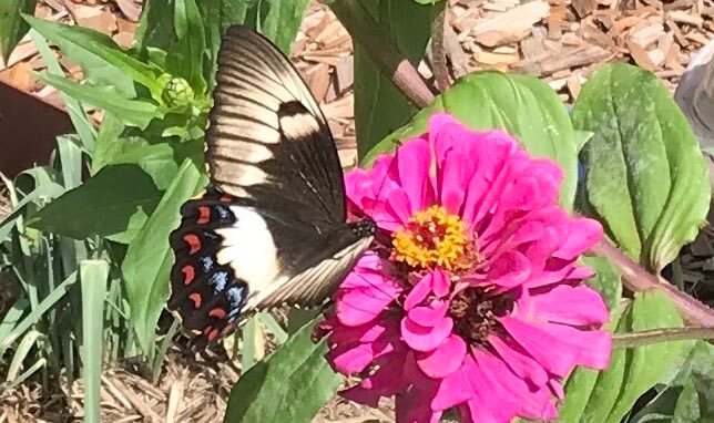 Swallowtail butterfly on zinnia